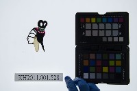 藏品(皮影戲偶頭-旦)的圖片