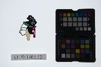 藏品(皮影戲偶頭-旦)的圖片