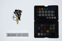 藏品(皮影戲偶頭-旦)的圖片