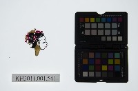 藏品(皮影戲偶頭-旦)的圖片