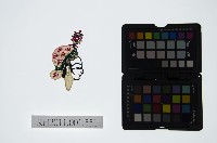 藏品(皮影戲偶頭-旦)的圖片