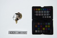 藏品(皮影戲偶頭-旦)的圖片