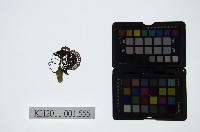 藏品(皮影戲偶頭-旦)的圖片