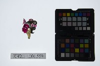 藏品(皮影戲偶頭-旦)的圖片