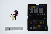 藏品(皮影戲偶頭-旦)的圖片