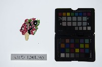 藏品(皮影戲偶頭-旦)的圖片