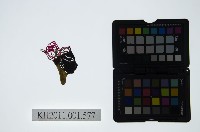 藏品(皮影戲偶頭-淨)的圖片