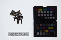 藏品(皮影戲偶頭-淨)的圖片