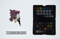 藏品(皮影戲偶頭-末)的圖片