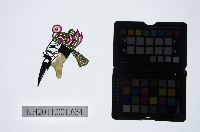 藏品(皮影戲偶頭-末)的圖片