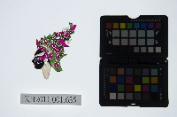 藏品(皮影戲偶頭-淨)的圖片