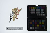 藏品(皮影戲偶頭-淨)的圖片