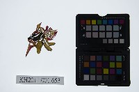 藏品(皮影戲偶頭-淨)的圖片