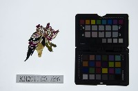 藏品(皮影戲偶頭-淨)的圖片