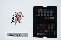 藏品(皮影戲偶頭-生)的圖片