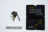 藏品(皮影戲偶頭-旦)的圖片