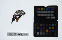 藏品(皮影戲偶頭-生)的圖片