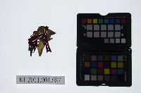 藏品(皮影戲偶頭-雜)的圖片