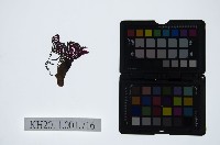 藏品(皮影戲偶頭-生)的圖片