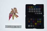 藏品(皮影戲偶頭-淨)的圖片