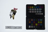 藏品(皮影戲偶頭-末)的圖片