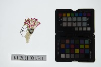 藏品(皮影戲偶頭-生)的圖片