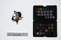 藏品(皮影戲偶頭-淨)的圖片