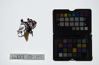 藏品(皮影戲偶頭-丑)的圖片