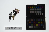 藏品(皮影戲偶頭-淨)的圖片