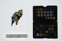 藏品(皮影戲偶頭-淨)的圖片