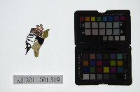 藏品(皮影戲偶頭-雜)的圖片