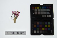 藏品(皮影戲偶頭-生)的圖片