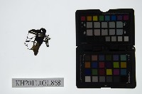 藏品(皮影戲偶頭-生)的圖片