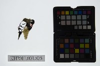 藏品(皮影戲偶頭-末)的圖片