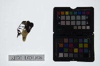 藏品(皮影戲偶頭-生)的圖片