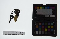 藏品(皮影戲偶頭-末)的圖片