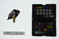 藏品(皮影戲偶頭-淨)的圖片