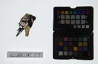 藏品(皮影戲偶頭-末)的圖片