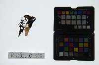 藏品(皮影戲偶頭-淨)的圖片