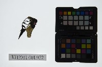 藏品(皮影戲偶頭-末)的圖片