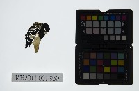 藏品(皮影戲偶頭-淨)的圖片