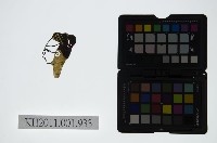 藏品(皮影戲偶頭-生)的圖片