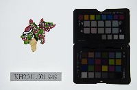 藏品(皮影戲偶頭-雜)的圖片