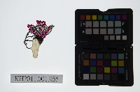 藏品(皮影戲偶頭-生)的圖片