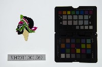 藏品(皮影戲偶頭-淨)的圖片