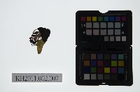 藏品(皮影戲偶頭-淨)的圖片