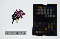 藏品(皮影戲偶頭-末)的圖片
