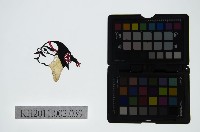 藏品(皮影戲偶頭-丑)的圖片