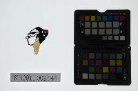 藏品(皮影戲偶頭-雜)的圖片