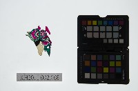 藏品(皮影戲偶頭-淨)的圖片